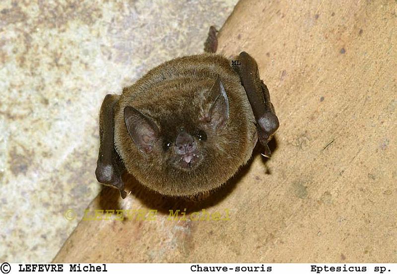 344 Chauve-souris.jpg - Chauve-souris- Eptesicus sp - Pantanal - Mato Grsso- Brésil